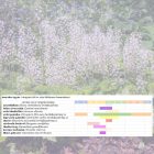 Árnyékos kert vidám évelőkkel