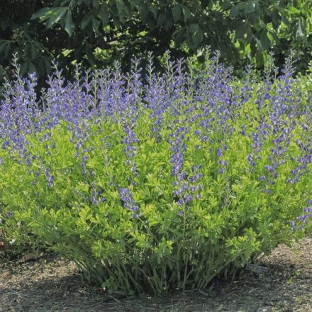 Baptisia australis - déli borsófürt