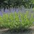 Baptisia australis - déli borsófürt