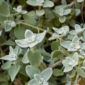 Ballota pseudodictamnus Compact Form - görög peszterce