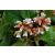 Bergenia cordifolia Bressingham White - szívlevelű bőrlevél
