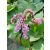 Bergenia cordifolia Rotblum- szívlevelű bőrlevél