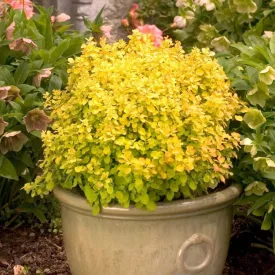 Berberis thunbergii Bonanza Gold - borbolya