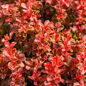   Berberis thunbergii Orange Sunrise - narancsbordó levelű borbolya