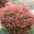 Berberis thunbergii Rose Glow - borbolya