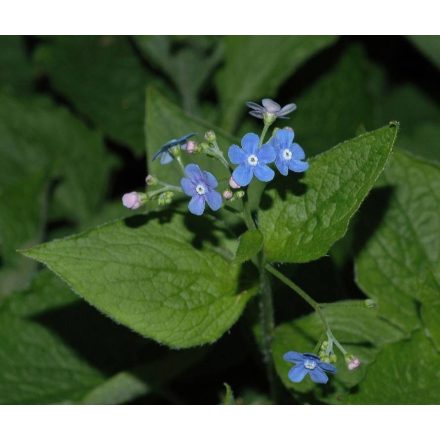 Brunnera macrophylla - nefelejcs