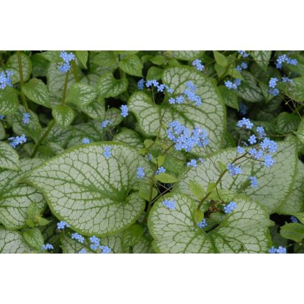 Brunnera macrophylla Jack Frost - nefelejcs