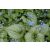 Brunnera macrophylla Jack Frost - nefelejcs