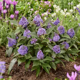   Buddleja davidii Little Rockstars Blue - törpe kék nyáriorgona