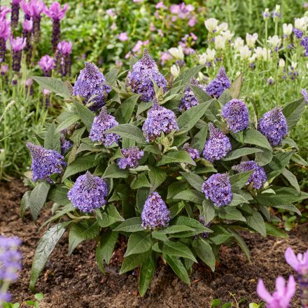 Buddleia davidii Little Rockstars Blue - törpe kék nyáriorgona