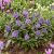 Buddleia davidii Little Rockstars Blue - törpe kék nyáriorgona