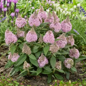   Buddleja davidii Little Rockstars Pink - törpe rózsaszín nyáriorgona