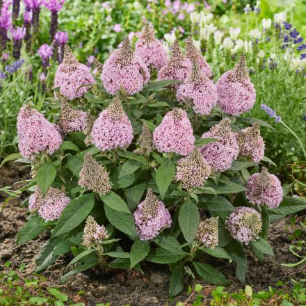 Buddleia davidii Little Rockstars Pink - törpe rózsaszín nyáriorgona
