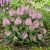 Buddleia davidii Little Rockstars Pink - törpe rózsaszín nyáriorgona