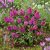 Buddleia davidii Little Rockstars Red - törpe piros nyáriorgona