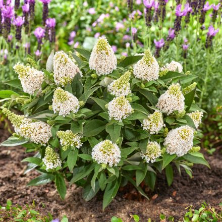 Buddleia davidii Little Rockstars White - törpe fehér nyáriorgona