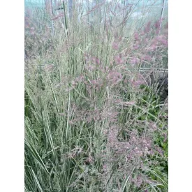 Calamagrostis acutiflora Overdam - nádtippan