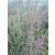 Calamagrostis acutiflora Overdam- nádtippan