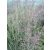Calamagrostis acutiflora Overdam - nádtippan
