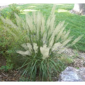 Calamagrostis brachytricha - nádtippan