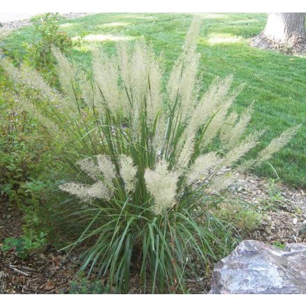 Calamagrostis brachytricha - nádtippan