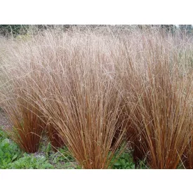 Carex buchananii Red Rooster - bőrlevelű sás