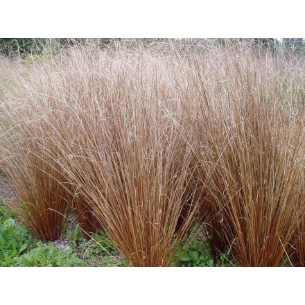 Carex buchananii Red Rooster - bőrlevelű sás
