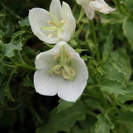 Campanula carpatica White- kárpáti harangvirág