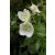 Campanula carpatica White- kárpáti harangvirág