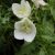 Campanula carpatica White- kárpáti harangvirág
