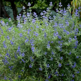 Caryopteris clandonensis Heavenly Blue - kékszakáll