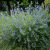 Caryopteris clandonensis Heavenly Blue - kékszakáll