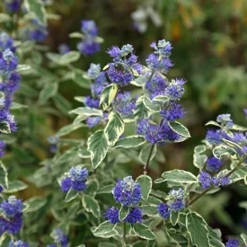   Caryopteris clandonensis White Surprise - kékszakáll, fehértarka