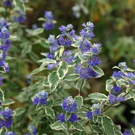 Caryopteris clandonensis White Surprise - kékszakáll, fehértarka