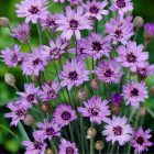 Catananche caerulea - zörgővirág