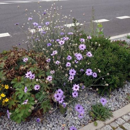 Catananche caerulea- zörgővirág