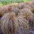 Carex  comans Bronco- bronzlevelű sás