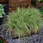 Carex  comans Frosted Curls - újzélandi sás