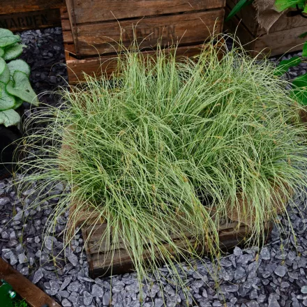 Carex  comans Frosted Curls - újzélandi sás