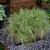 Carex  comans Frosted Curls - újzélandi sás