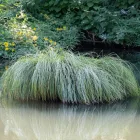 Carex  comans Frosted Curls - újzélandi sás