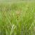 Carex flacca - deres sás