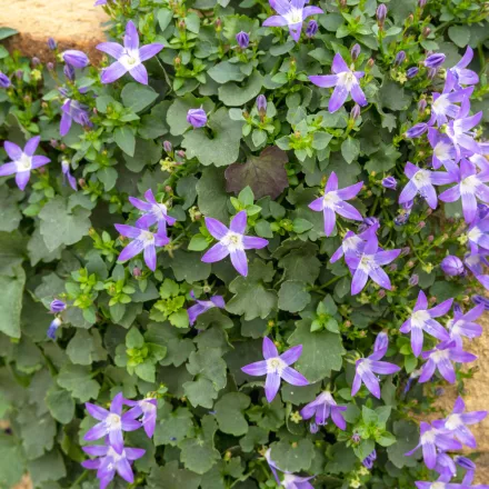 Campanula garganica Major - garganói harangvirág
