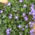 Campanula garganica Major - garganói harangvirág