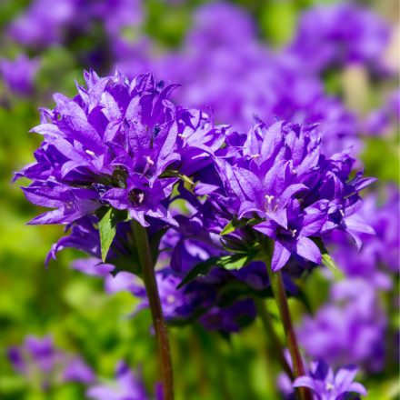 Campanula glomerata - csomós harangvirág