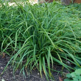 Carex montana - hegyi sás