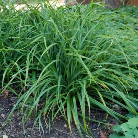 Carex montana - hegyi sás