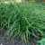 Carex montana - hegyi sás