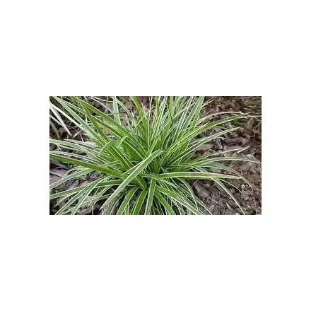 Carex  morrowii Variegata - tarka sás