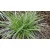 Carex  morrowii Variegata - tarka sás